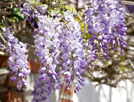 Wisteria Flower, Purple Wisteria
7 Elegant Watering Essentials
Pixabay