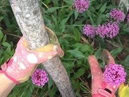 8 Tools For The Beginner Gardener
"Dream Team's" Portland Garden
Garden Design
Calimesa, CA