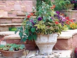 Container Flowers
"Dream Team's" Portland Garden
Garden Design
Calimesa, CA