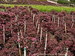 Garden Center
"Dream Team's" Portland Garden
Garden Design
Calimesa, CA