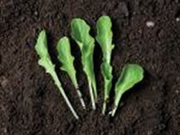 Greens
"Dream Team's" Portland Garden
Garden Design
Calimesa, CA