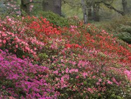 Richmond Park
"Dream Team's" Portland Garden
Garden Design
Calimesa, CA