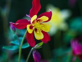 Aquilegia Kansas’ Flowers
Garden Design
Calimesa, CA