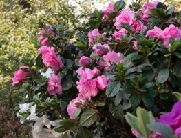 Azaleas
Garden Design
Calimesa, CA