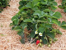 Berry Patch
Garden Design
Calimesa, CA