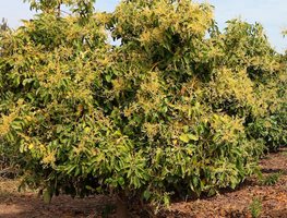 Care For Avocados
Garden Design
Calimesa, CA