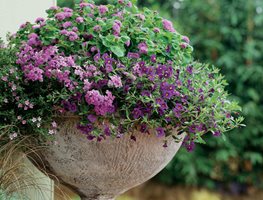 Continue Planting Cool-Season Annuls
Garden Design
Calimesa, CA