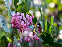 Continue Planting Natives & Mediterranean Plants
Garden Design
Calimesa, CA