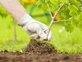 Continue Planting Trees, Shrubs & Perennials
Garden Design
Calimesa, CA