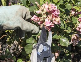 Dead Heading
Garden Design
Calimesa, CA