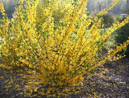 Don’t Prune Spring-Flowering Shrubs
Garden Design
Calimesa, CA