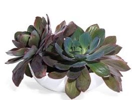 Echeveria 'Afterglow'