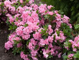 Feed Azaleas & Plant More
Garden Design
Calimesa, CA