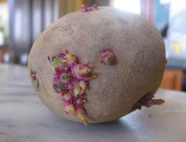 seed potato