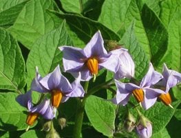 potato flowers