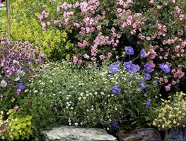 Get Started With Spring Annuals
Garden Design
Calimesa, CA