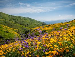 Plan To Go Wildflower Watching
Garden Design
Calimesa, CA