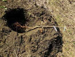 Plant Bare-Root Fruit Trees
Garden Design
Calimesa, CA