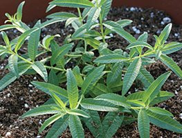 Plant Cool-Season Herbs
Garden Design
Calimesa, CA