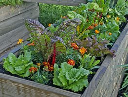 Plant Flowers In Your Kitchen Gardens
Garden Design
Calimesa, CA