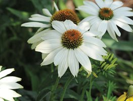 Powwow White Echinacea.
Garden Design
Calimesa, CA