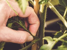 Prune And Pinch Your Tomato Plants
Garden Design
Calimesa, CA