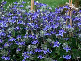 Prune Clematis & Some Other Vines
Garden Design
Calimesa, CA