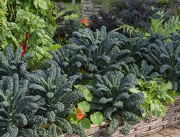 Sow Or Transplant Cool-Season Crops
Garden Design
Calimesa, CA