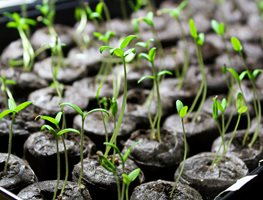 Sow Warm-Season Crops Indoors
Garden Design
Calimesa, CA