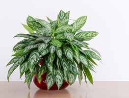 Chinese Evergreen Plant, Aglaonema
Shutterstock.com
New York, NY
