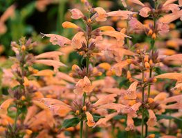 Mango Tango Agastache, Agastache Hybrid
Proven Winners
Sycamore, IL