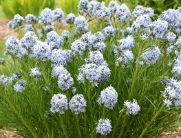 String Theory Amsonia, Amsonia Hybrid
Proven Winners
Sycamore, IL