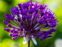 Allium Hollandicum ‘purple Sensation’
Garden Design
Calimesa, CA