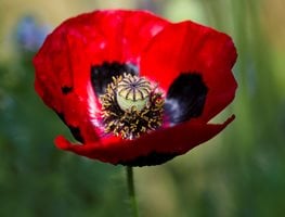 Papaver Commutatum
Garden Design
Calimesa, CA