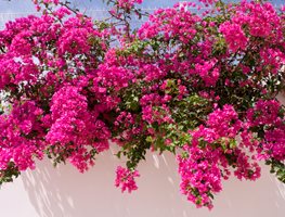 Flowering Bougainvillea, White Wall
7 Elegant Watering Essentials
Shutterstock.com
New York, NY