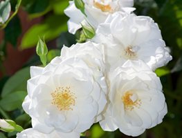 Iceberg Rose, White Flower, Climbing Rose
7 Elegant Watering Essentials
Shutterstock.com
New York, NY
