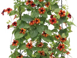 Thunbergia On Trellis
7 Elegant Watering Essentials
Proven Winners
Sycamore, IL
