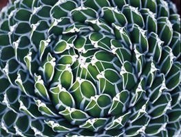 AGAVE VICTORIAE-REGINAE