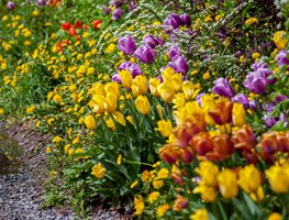 Spring Garden, Spring Flowers
Unsplash
