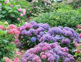 Let's Dance Lovable Hydrangea, Hydrangea Macrophylla
Proven Winners
Sycamore, IL