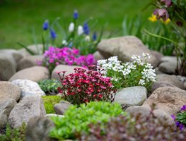 Rock Garden Plants
Shutterstock.com
New York, NY