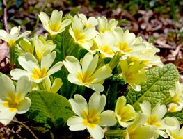 English Primrose, Yellow Primrose Flowers
Shutterstock.com
New York, NY