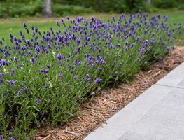 Lavender Border, Sweet Romance Lavender
Proven Winners
Sycamore, IL