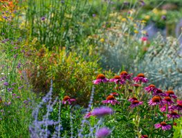 Meadow Flowers, Wildflowers
Shutterstock.com
New York, NY
