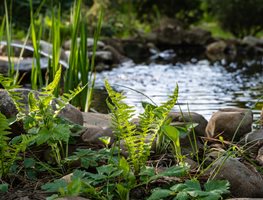 Pond & Ferns, Woodland Garden
Shutterstock.com
New York, NY