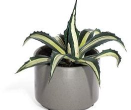 Agave americana var. medio-picta 'Alba'