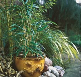 Best Bamboo Plants To Grow In Your Garden Garden Design