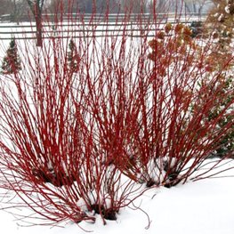 Arctic Fire® Red dogwood