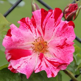 How To Grow Climbing Roses In Your Garden Garden Design