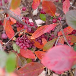 Berry Scape Aronia